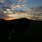 zwei Kühe am Abend bei Sonnenuntergang