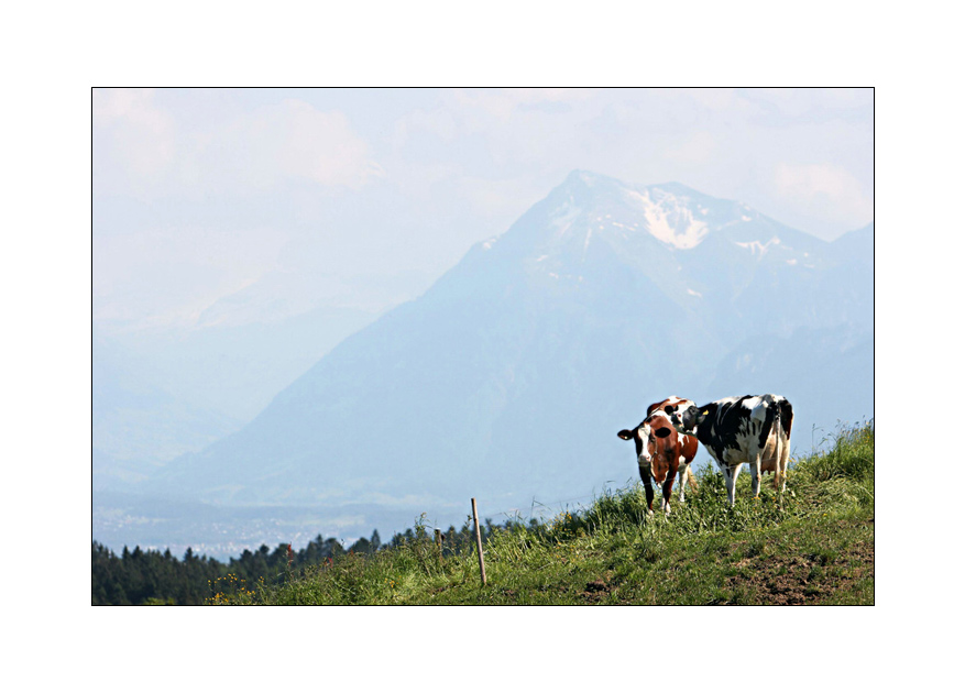 ...zwei Kühe an Schräglage...