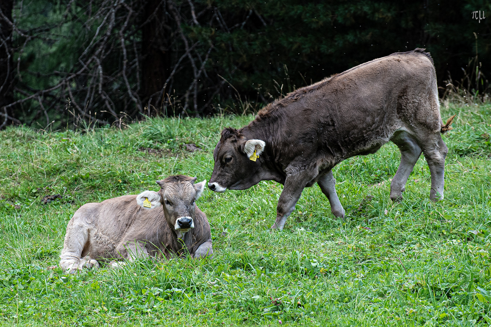 zwei Kühschen Foto & Bild natur, tiere, südtirol Bilder auf
