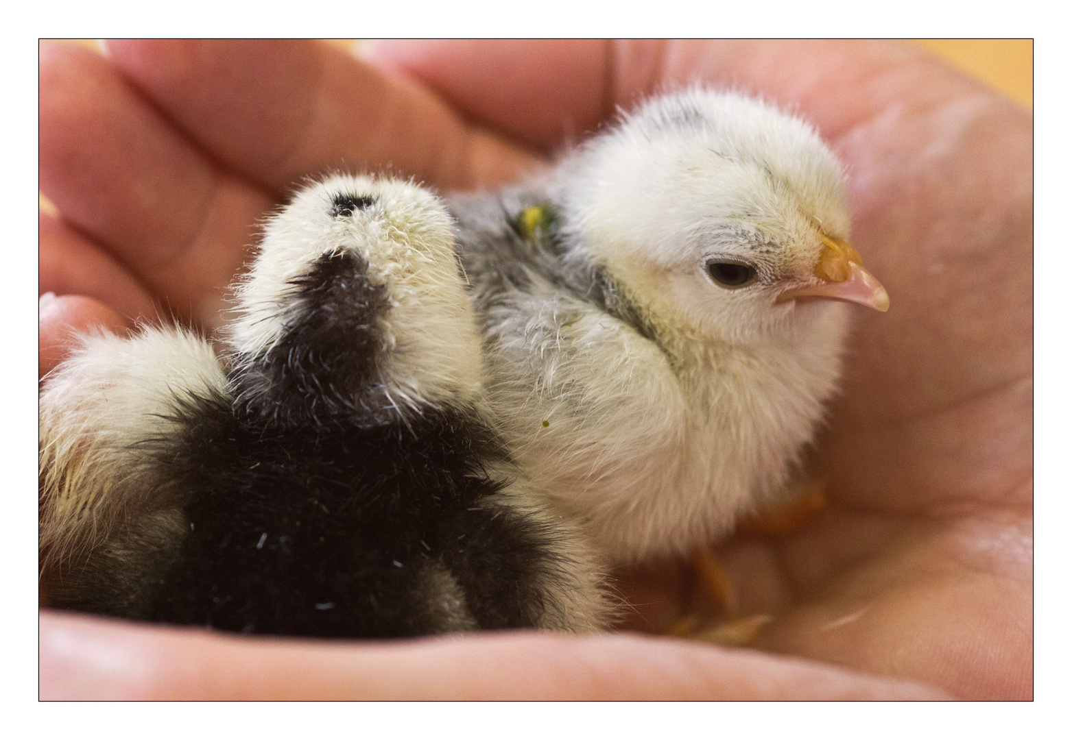 Zwei Küken in der Hand