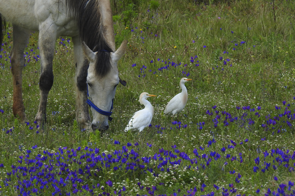 Zwei Kuhreiher mit Pferd 