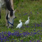 Zwei Kuhreiher mit Pferd 