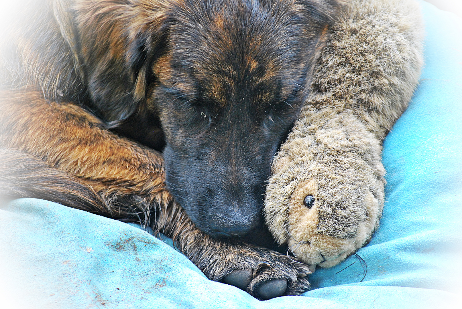 zwei Kuscheltiere...