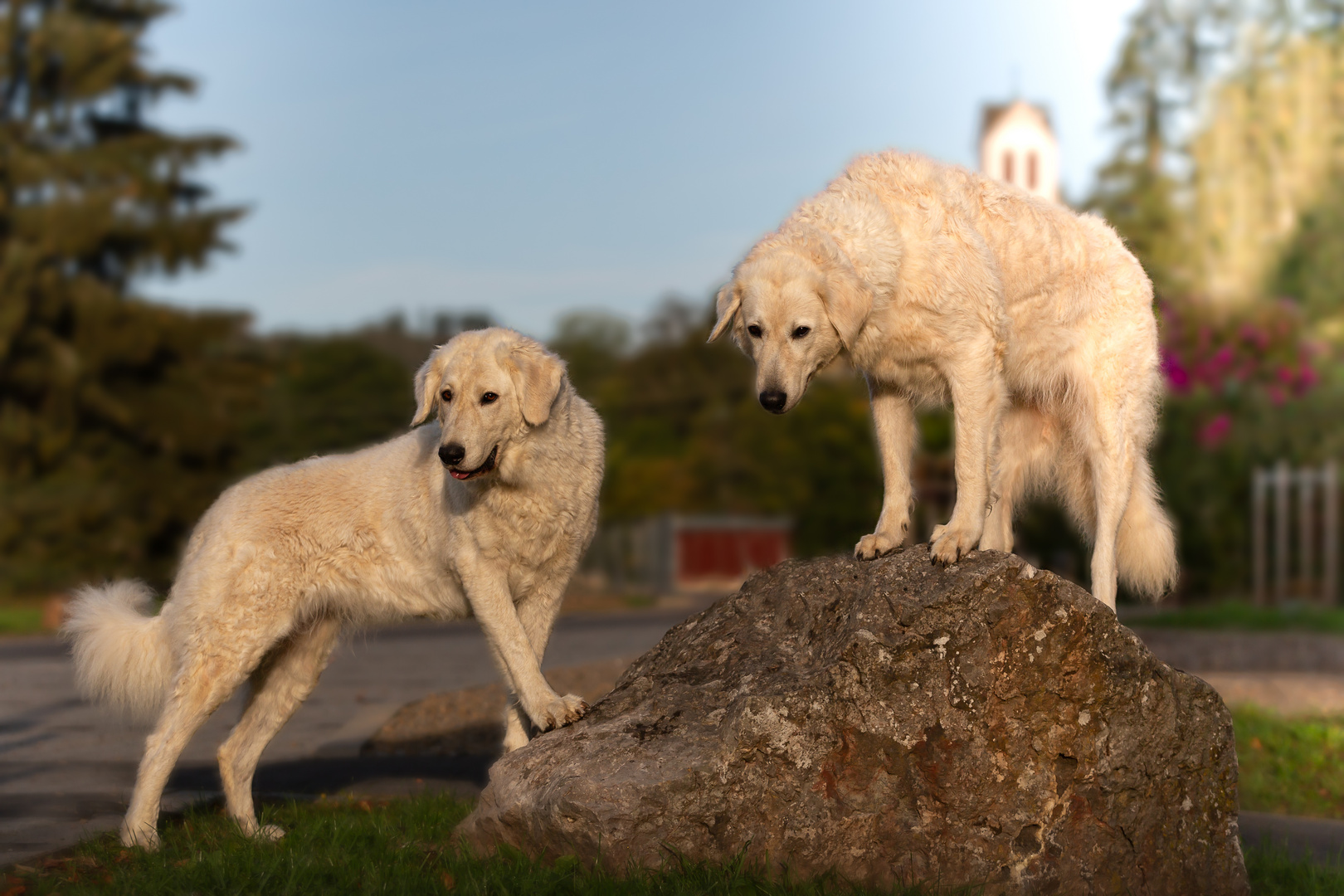 zwei Kuvasz