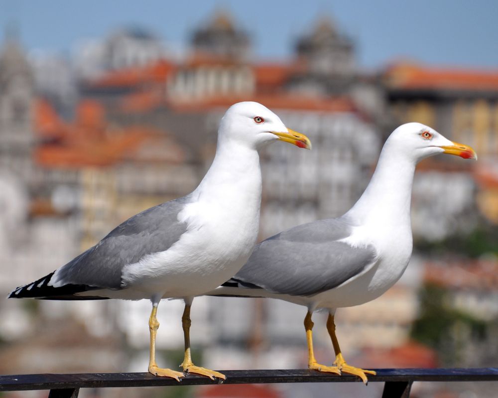 Zwei Lästervögel