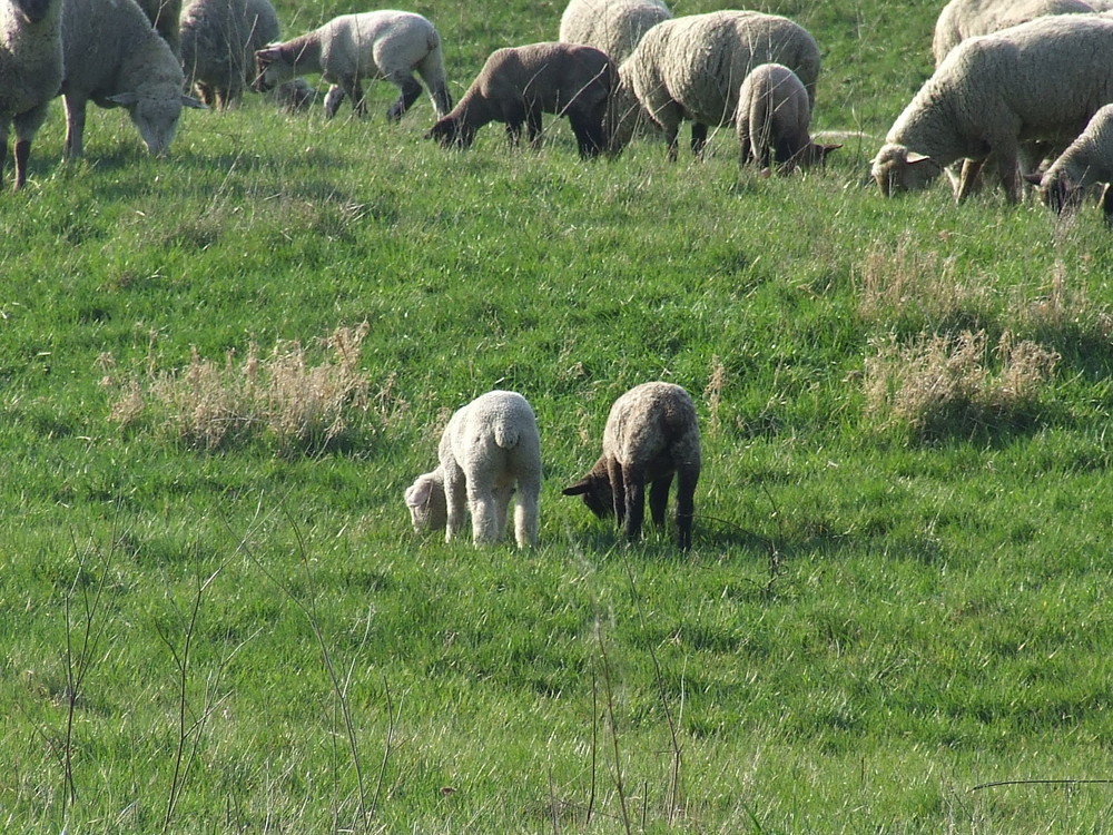 Zwei Lamm-Popos ;)