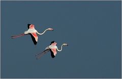 Zwei landende Flamingos