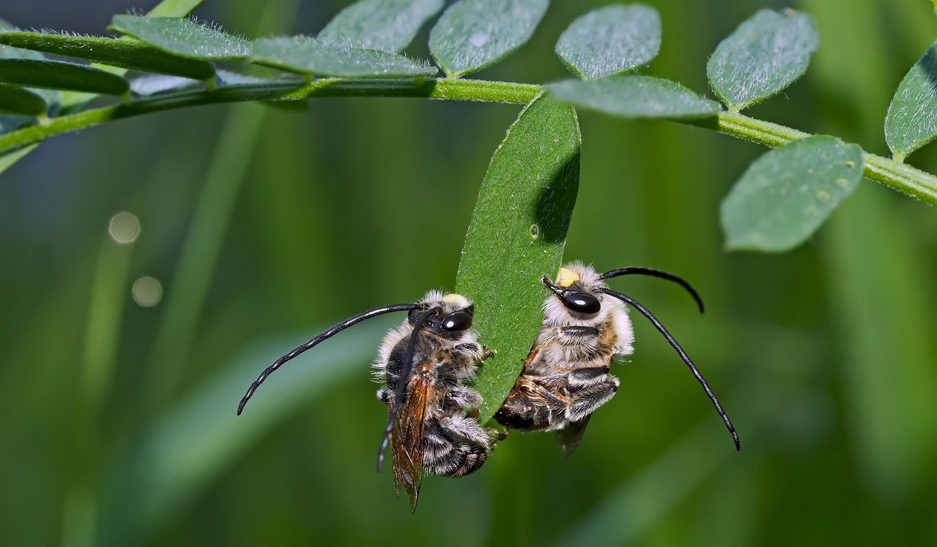  Zwei Langhornbienen im Tiefschlaf *. - Deux abeilles sauvages pendant leur profond sommeil!