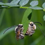  Zwei Langhornbienen im Tiefschlaf *. - Deux abeilles sauvages pendant leur profond sommeil!