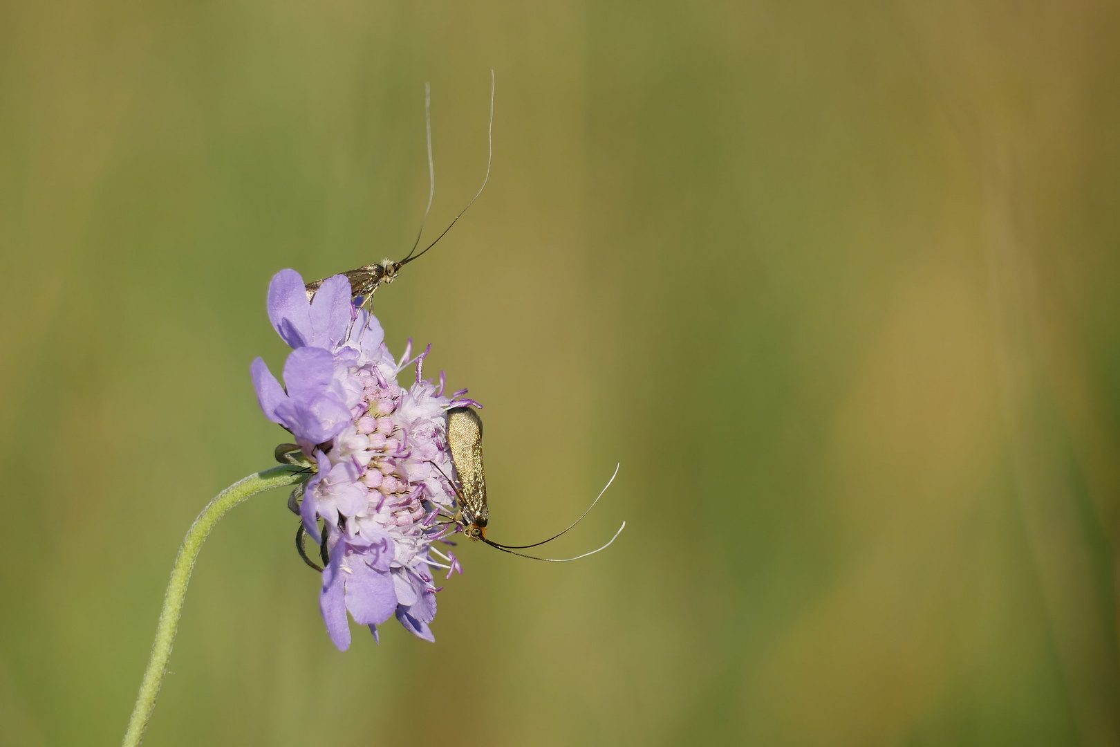 zwei Langhornmotten auf der Scabiosa 