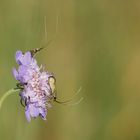 zwei Langhornmotten auf der Scabiosa 