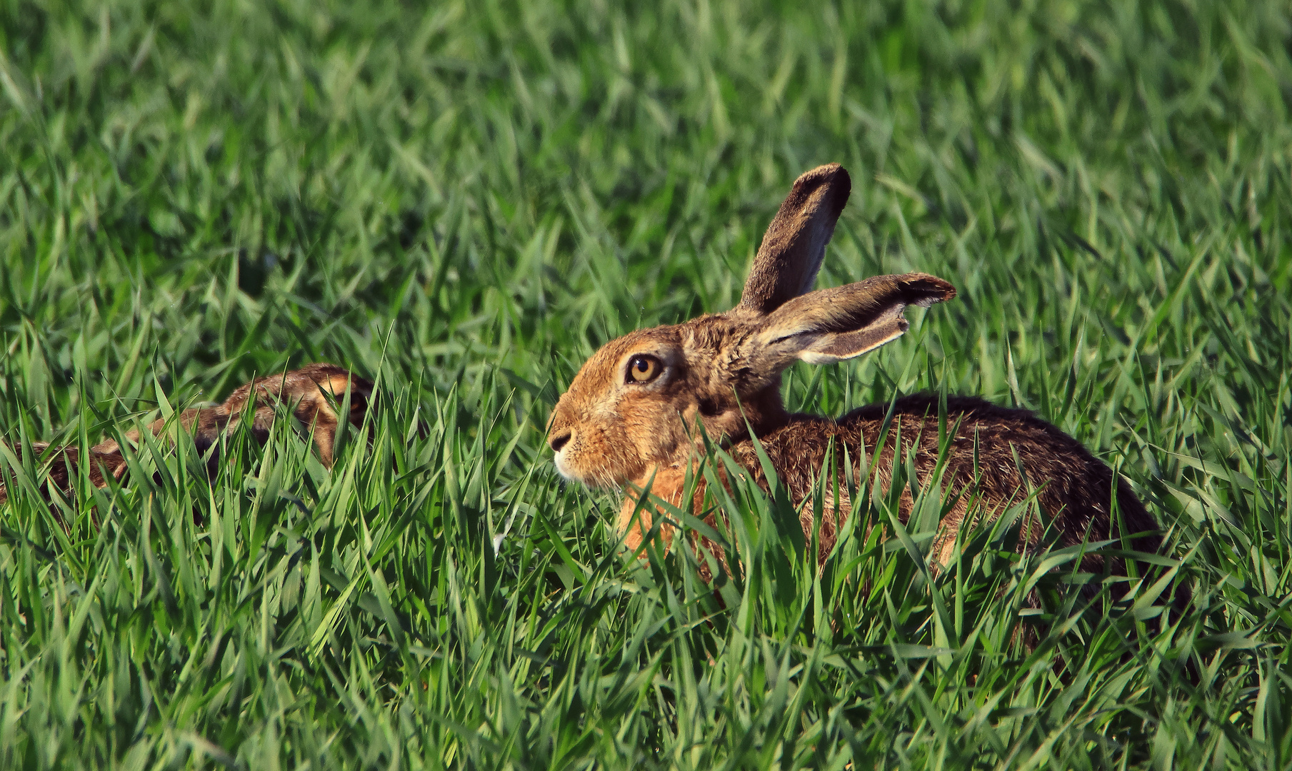 zwei Langlöffler - Feldhase (Lepus europaeus)