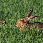 zwei Langlöffler - Feldhase (Lepus europaeus)