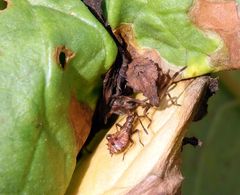 Zwei Larvenstadien der Lederwanze (Coreus marginatus)