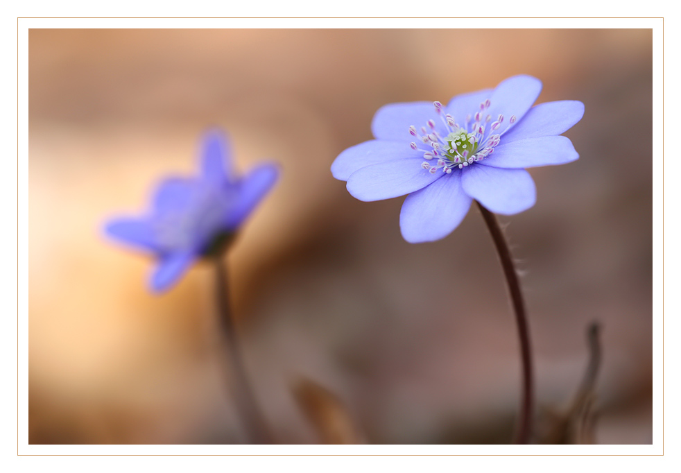 Zwei Leberblümchen