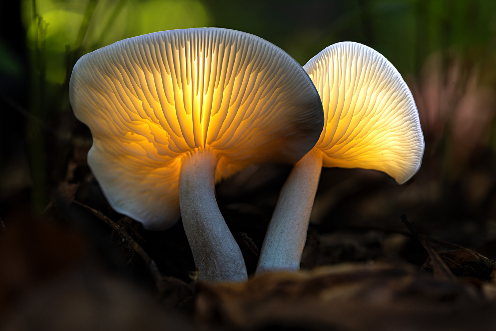 Zwei leuchten im Wald