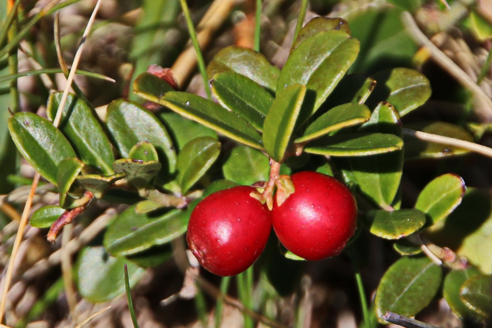 zwei leuchtende Preiselbeeren