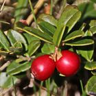 zwei leuchtende Preiselbeeren