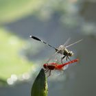 zwei Libellen in Thailand