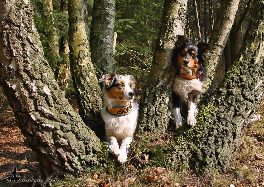 Zwei liebe Baumgeister