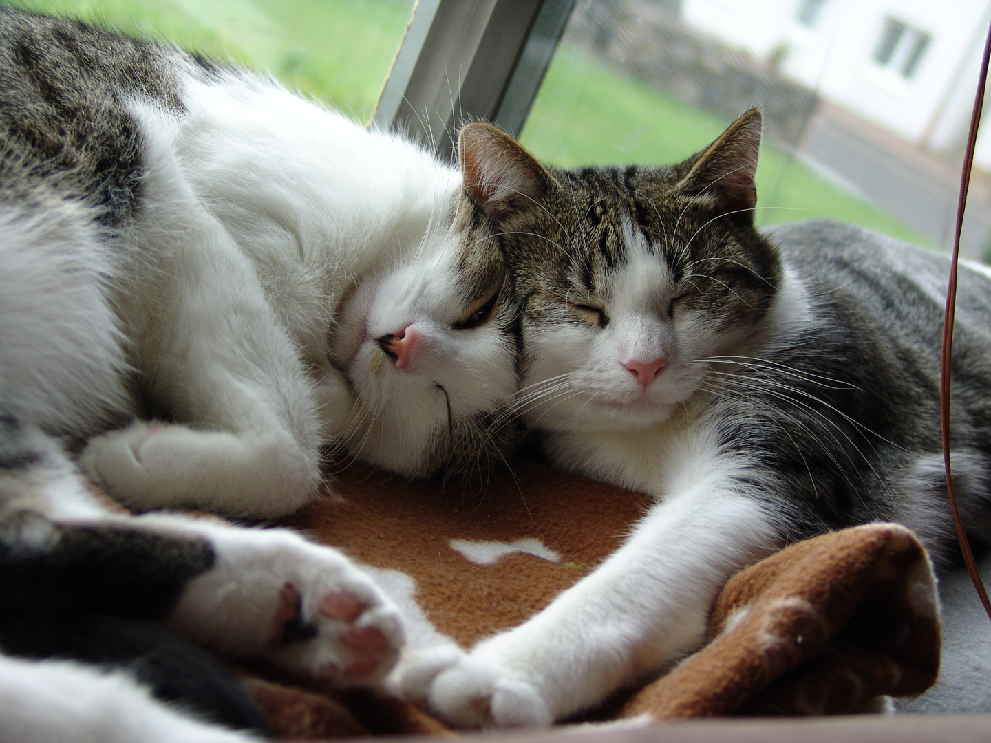 Zwei liebende zum Katzenwelttag Foto & Bild | tiere, haustiere, katzen Bilder auf fotocommunity
