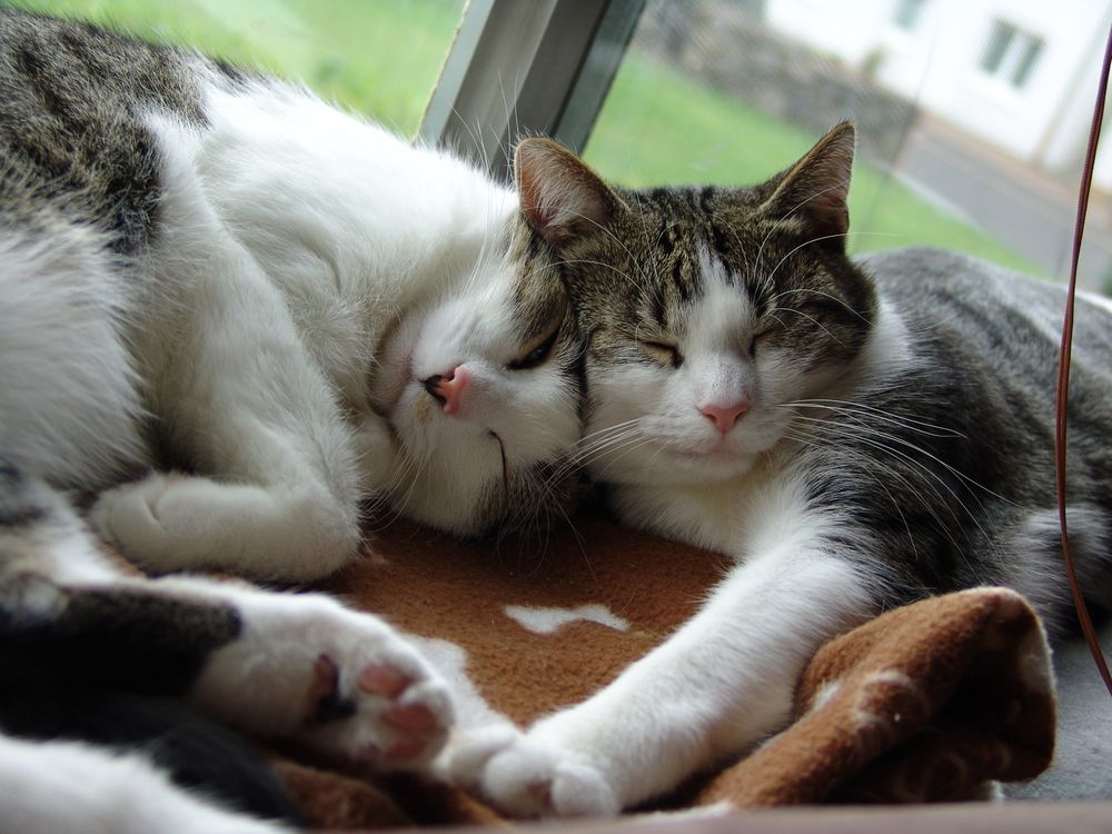 Zwei liebende zum Katzenwelttag Foto & Bild tiere, haustiere, katzen Bilder auf