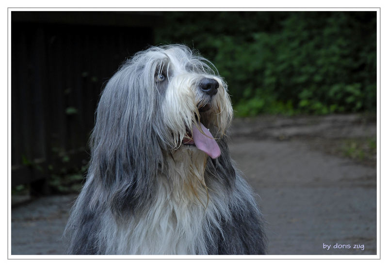 Zwei liebenswerte Beardie-Jungs