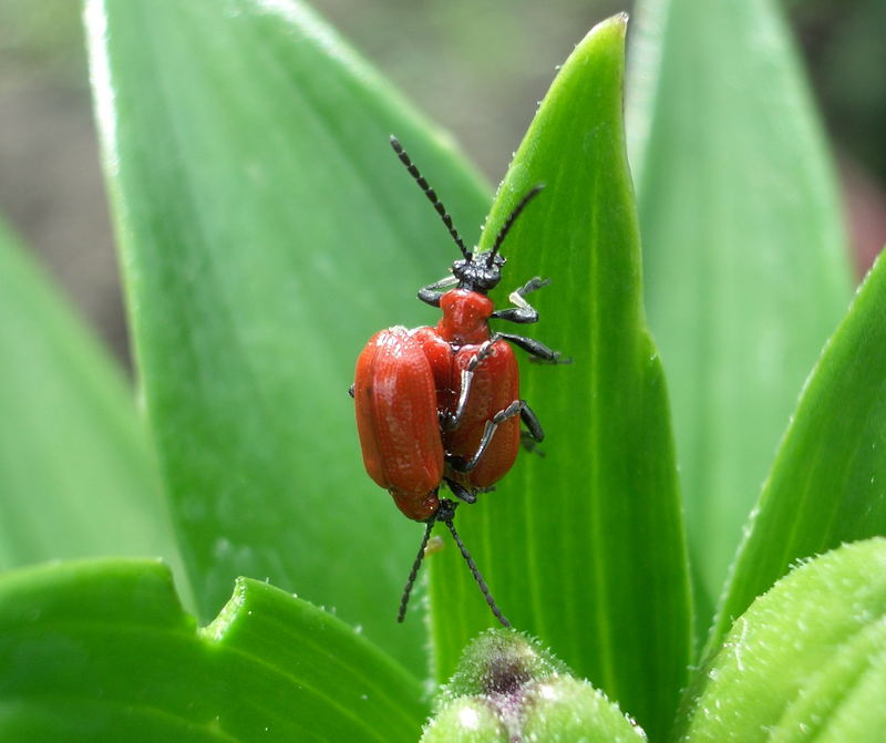 Zwei Lilienhähnchen