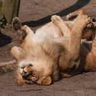 Zwei Lion, Allwetterzoo, Münster