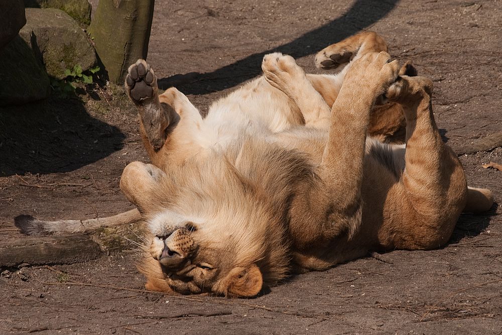 Zwei Lion, Allwetterzoo, Münster