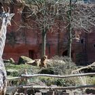 zwei Löwen-Damen - neue Nachbarinnen für die Giraffen