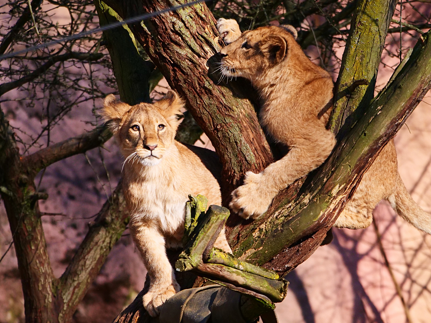 Zwei Löwen-Kids, Zoo Gelsenkirchen