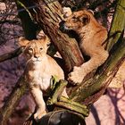 Zwei Löwen-Kids, Zoo Gelsenkirchen