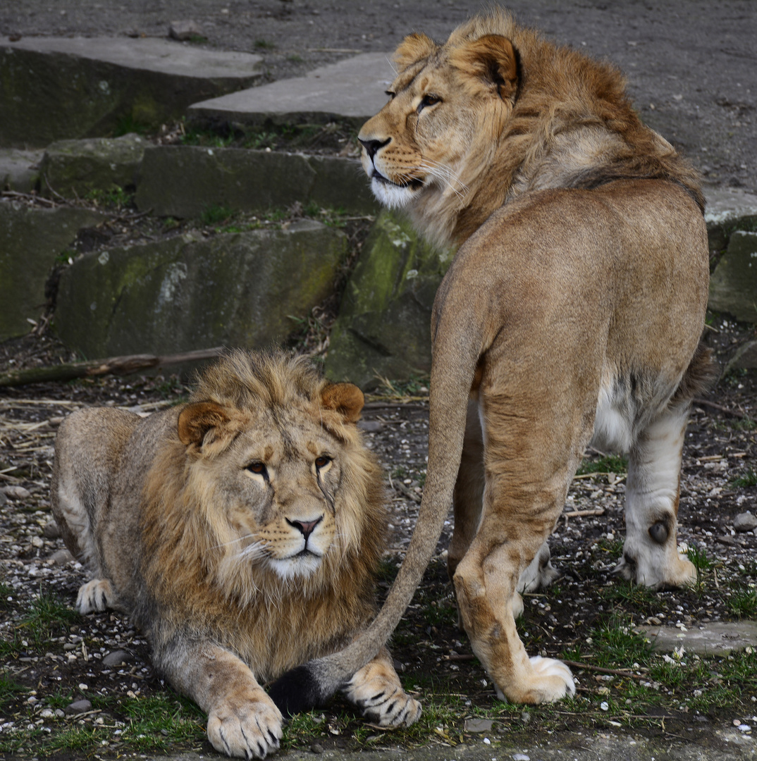 zwei Löwenjungen im Dortmunder Zoo