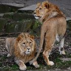 zwei Löwenjungen im Dortmunder Zoo