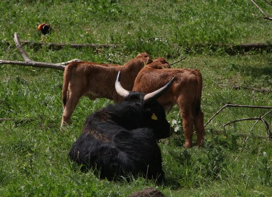 Zwei Löwinen in den Auen?