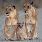 Zwei Löwinnen mit Baby