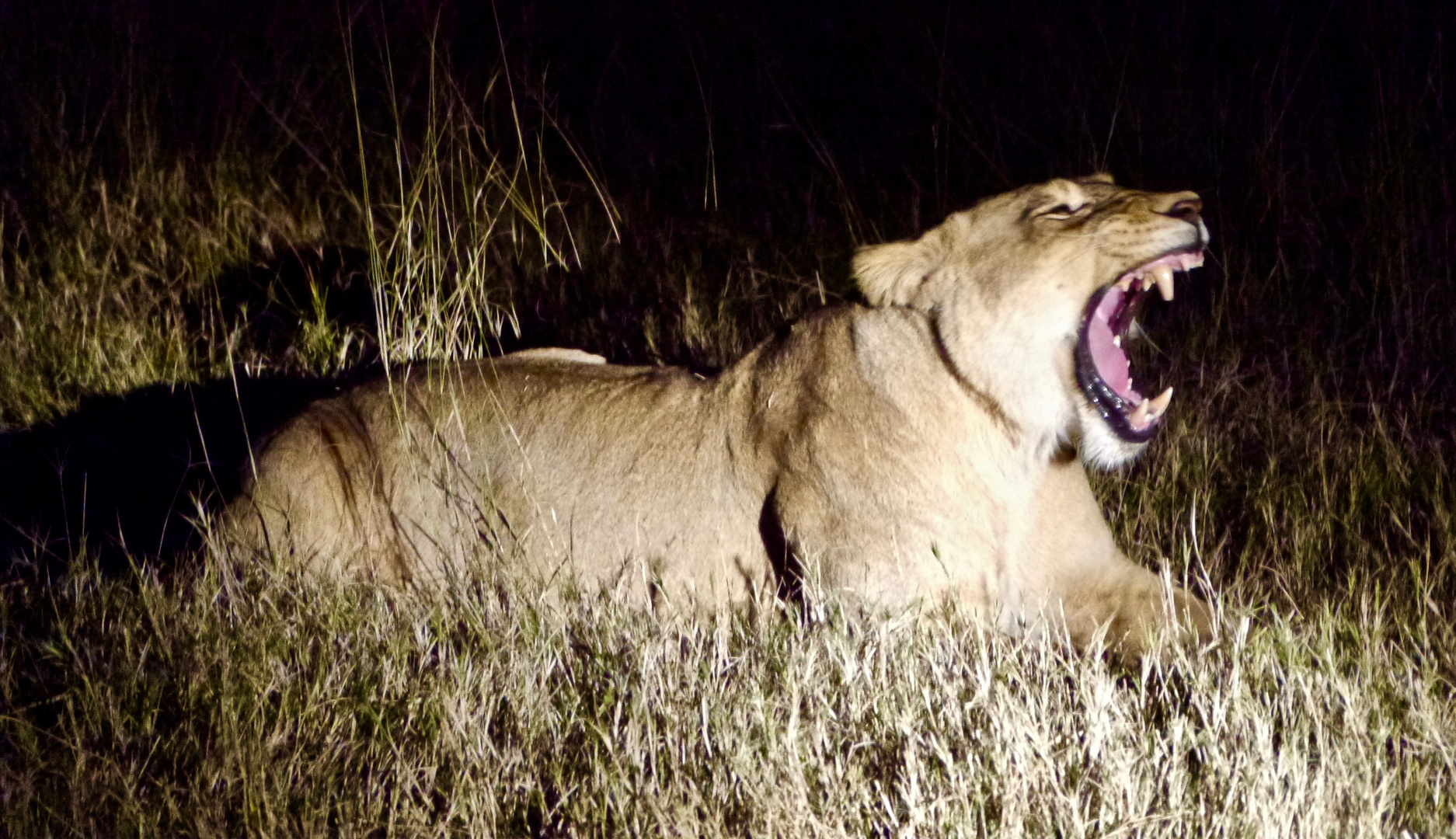 Zwei Löwinnen verteidigen Ihre Jungen gegen eine Löwen