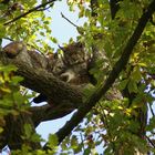 Zwei Luchse im Baum