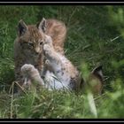 zwei Luchskinder (8 Wochen alt) im Wildpark granat