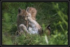 zwei Luchskinder (8 Wochen alt) im Wildpark granat