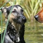 Zwei Mädchen im Gartenteich