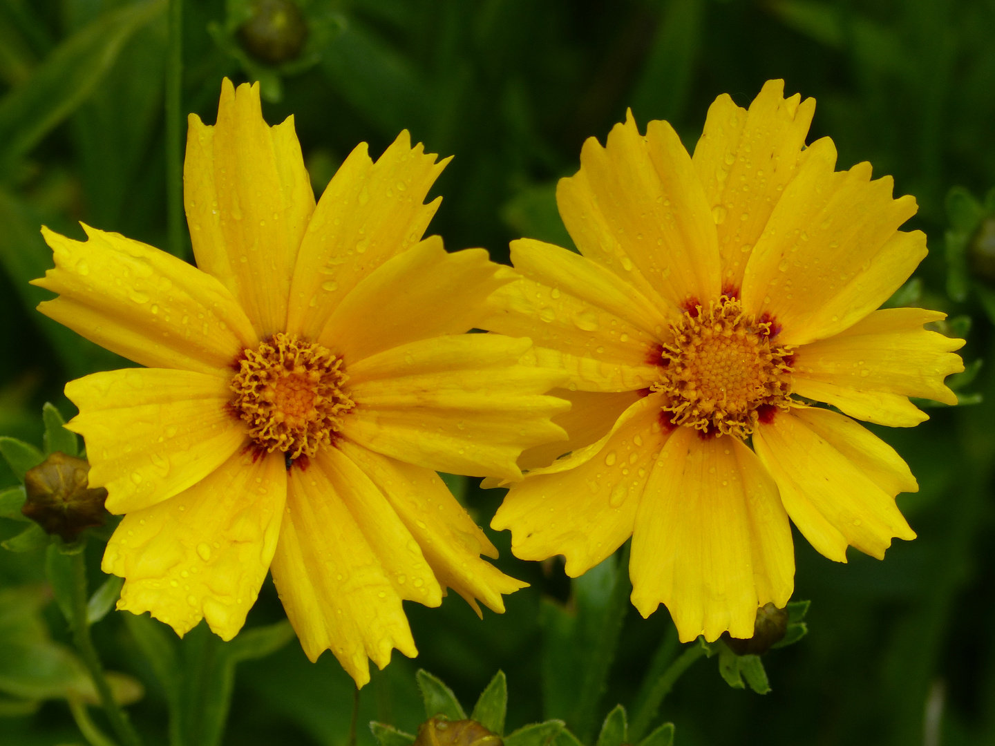 - Zwei Mädchenaugen - Foto & Bild | pflanzen, pilze & flechten, blüten ...