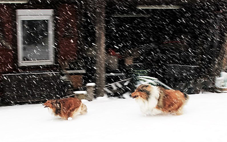 Zwei Männchen im Schnee