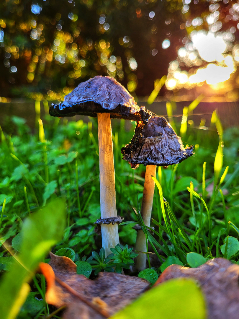 Zwei Männlein im Walde