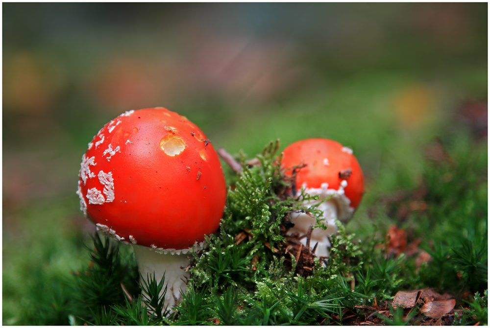 Zwei Männlein im Walde