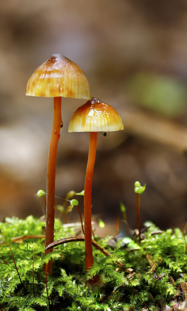 Zwei Männlein stehen im Walde....:-)