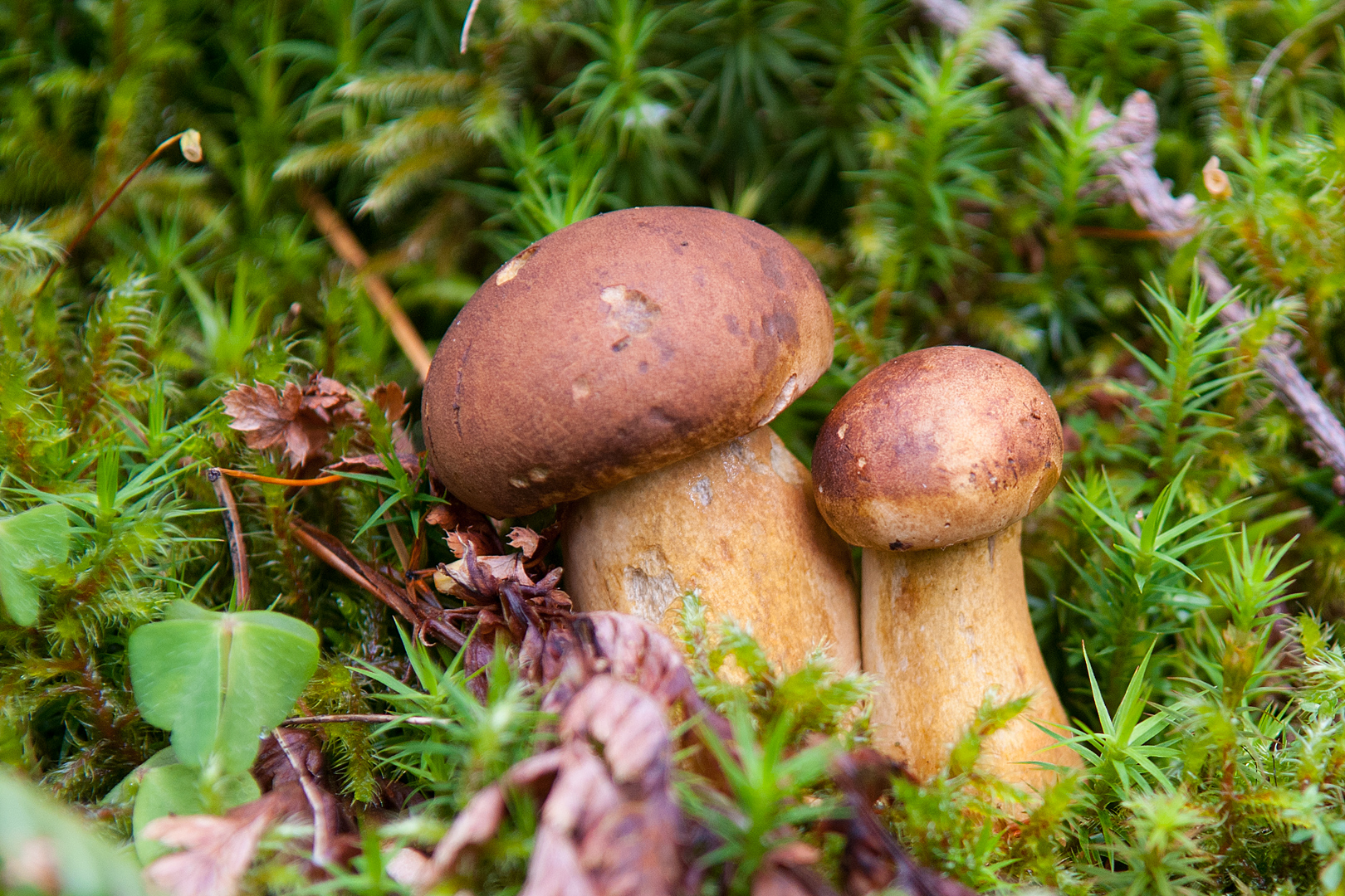 Zwei Männlein steh´n im Walde