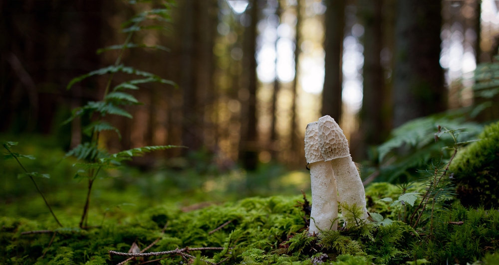 zwei Männlein stehn im Walde....