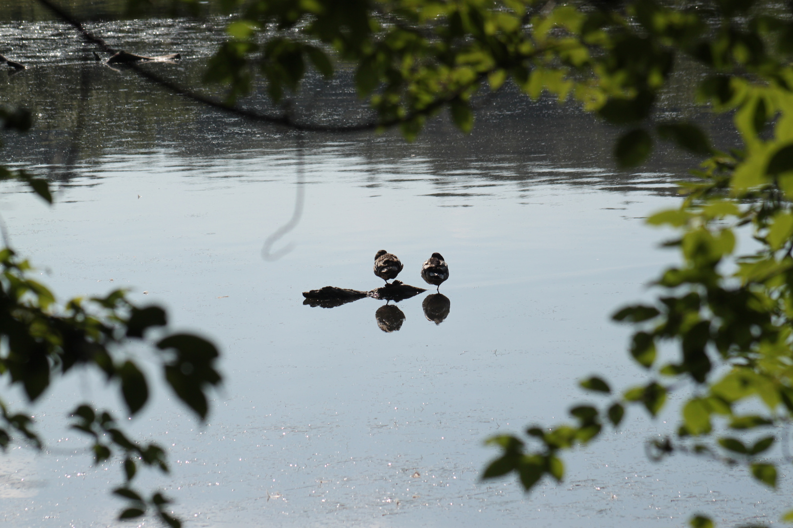 Zwei Männlein stehn im Wasser - auf einem Bein...